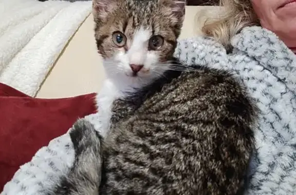 Chaton blessé trouvé à Landivisiau - photo