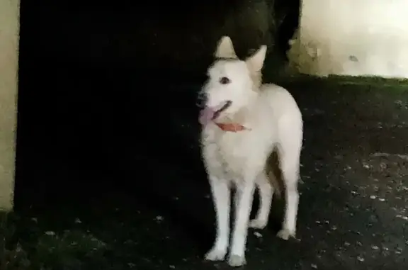 Chien Berger Suisse retrouvé - photo