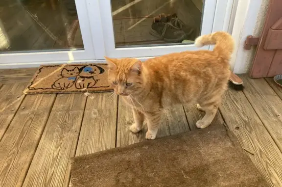 Chat perdu affectueux tatoué - photo