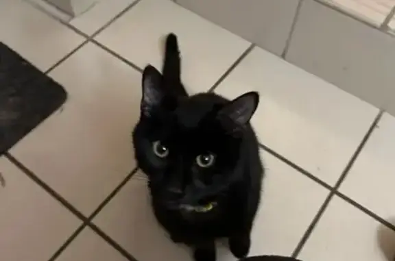 Chatte noire secourue à Riorges - photo