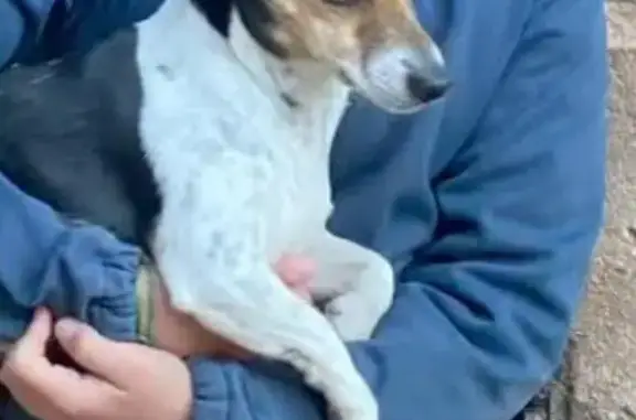 Animaux perdus Nîmes, photo: Jack Russell Perdu à Nîmes