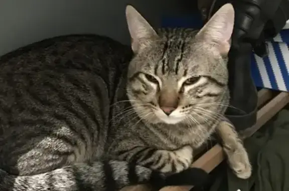 Animaux trouvés Thorigny-sur-Marne, photo: Chat tigré perdu à Thorigny