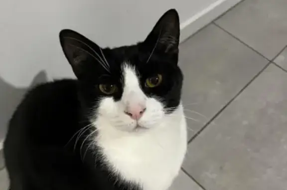 Help Find Fred: Friendly Black & White Cat!