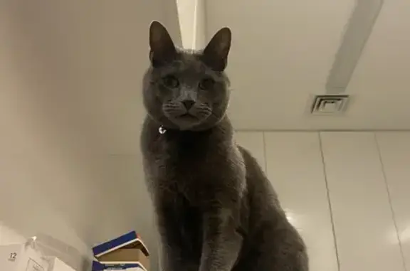 Lost Grey Cat on Palmer Ave - Help Find Me!
