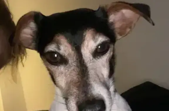 Animaux perdus , photo: Jack Russell Tricolore Perdu