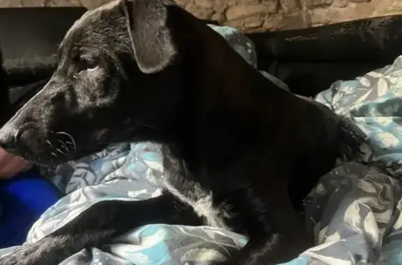 Chien perdu à Marseillette - photo