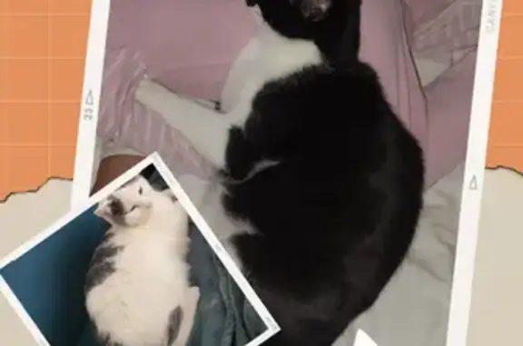 Animaux perdus Albertville, photo: Alerte: Duo de Chats Frère/Sœur Perdus