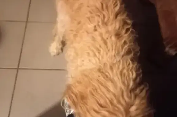 Chien affectueux trouvé à Arsac - photo