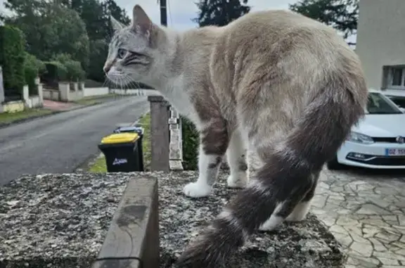 Chaton siamois perdu à Foulayronnes - photo