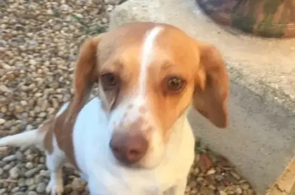 Chien retrouvé à Maureilhan - photo