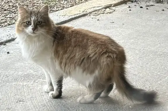 Chat Perdu à Plaisance Retrouvé - photo
