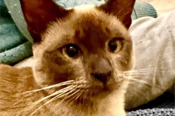 Lost Burmese Kitten in Cape Town - Help!