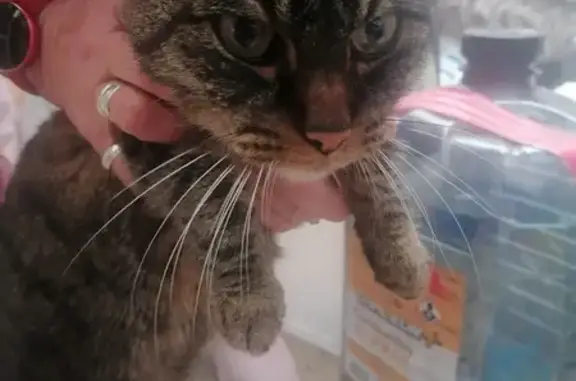 Chat maigre sociable trouvé - photo