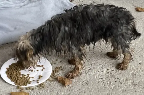 Chien type York grand trouvé - photo