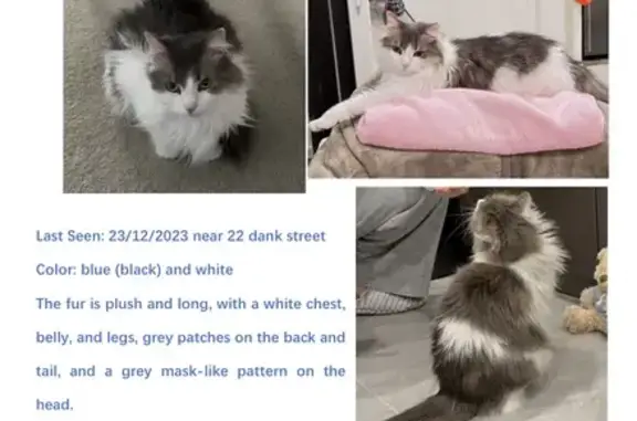 Lost Ragdoll Cat - White & Blue - Sydney Area!