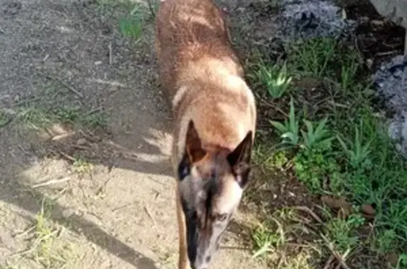 Chiot malinois retrouvé à Portet - photo