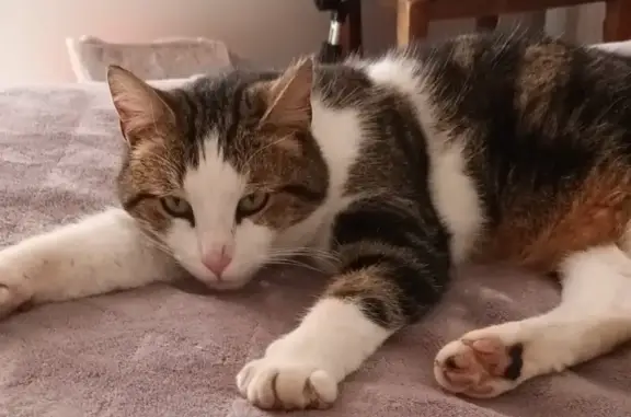 Chat tigré suiveur trouvé à Colleville - photo