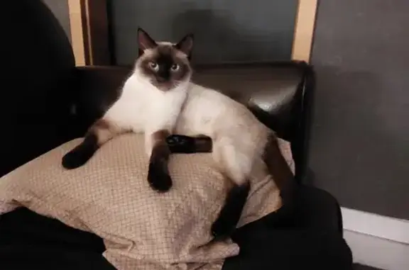Animaux perdus Woippy, photo: Chat Siamois perdu à Woippy