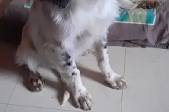 Chiot croisé retrouvé affamé - photo