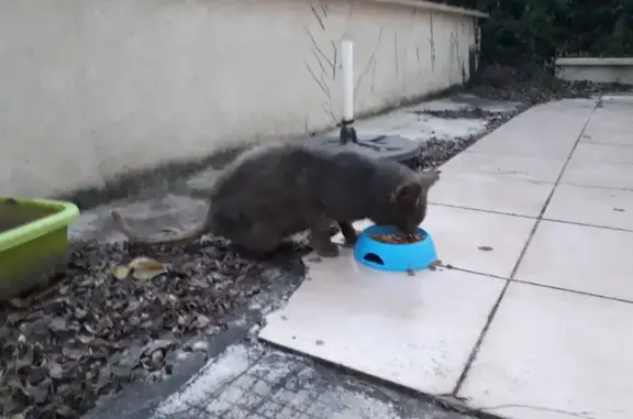 Chat maigre chartreux trouvé - photo