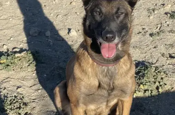Chienne malinoise rescapée - photo