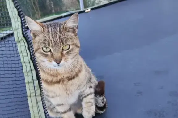 Chatte douce trouvée à Kermahon - photo