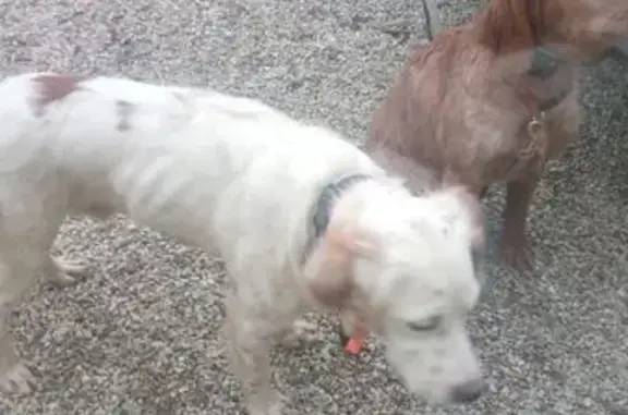 Chien épagneul trouvé D58 Cigogné - photo