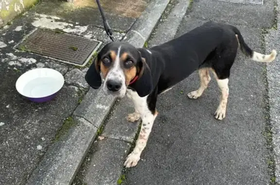 Chien trouvé Lombez, photo: Chien perdu: collier rouge, affamé