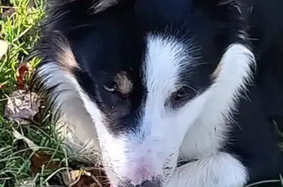 Chien Border collie perdu à La Roche - photo