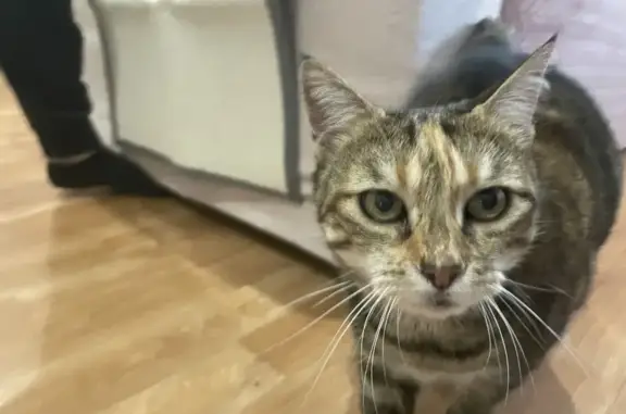 Chat tigré sociable trouvé à Bazeilles - photo