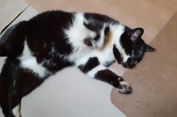 Chat aveugle et câlin cherche foyer - photo