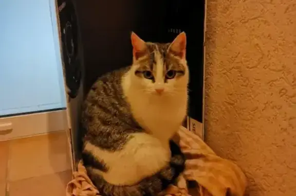 Chat gris-blanc trouvé à Aidling - photo