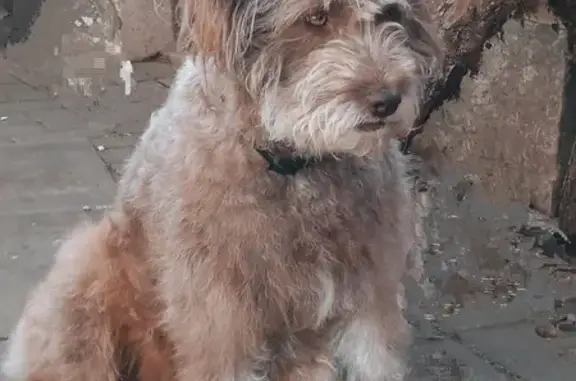 Chien perdu , photo : Chien perdu à Rammersmatt