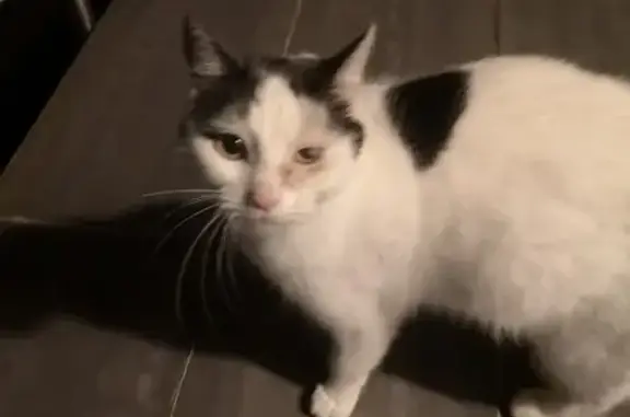 Animaux trouvés Muttersholtz, photo: Chat blessé blanc/noir trouvé
