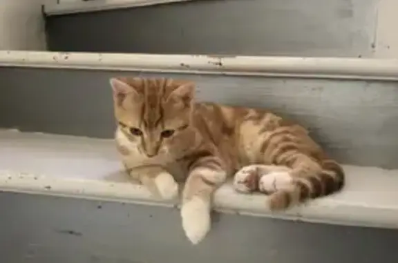 Chat roux câlin trouvé à Bonson - photo