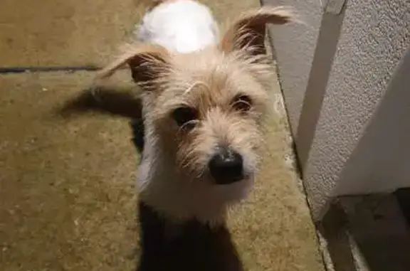 Chien perdu sécurisé à Sévignacq - photo