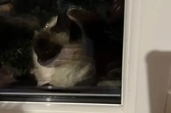 Chatte siamoise trouvée à Louroux - photo