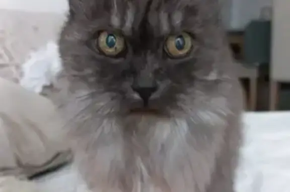 Animaux perdus , photo: Chatte aveugle perdue à Plesnois