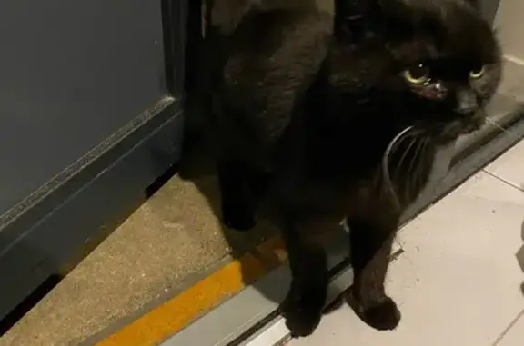 Chat noir sociable trouvé - photo