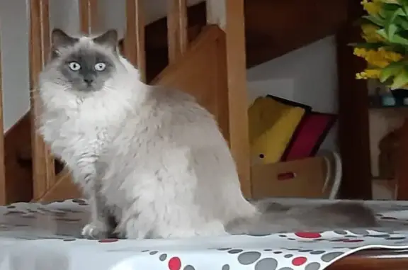 Animaux perdus , photo: Chatte grise perdue à Charny