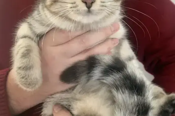 Chat perdu, sans puce, D160 - photo