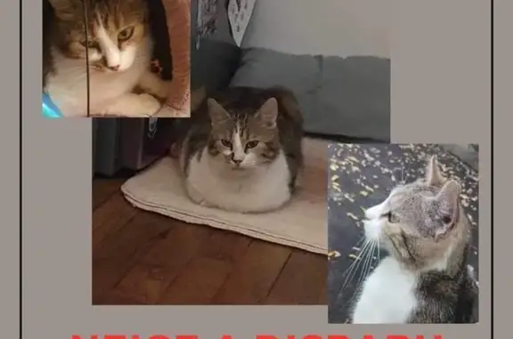 Chat perdu, Saint-Michel-sur-Orge, photo: Chat Neige perdu, collier marron