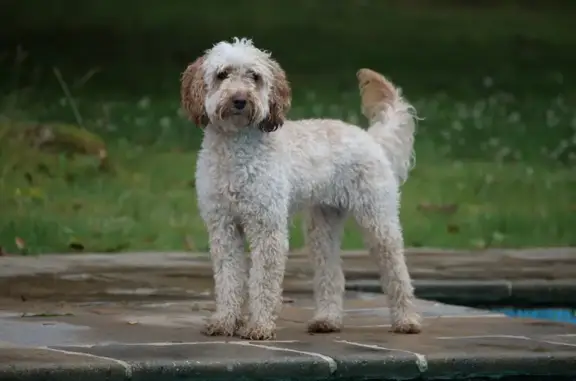Chien perdu , photo : Perdu: Cockapoo abricot à Rambouillet