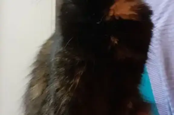 Lost Fluffy Tortie Cat in Old Guildford