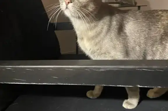Animaux trouvés Arles, photo: Chatte grise trouvée à Arles