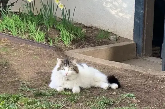Animaux trouvés Lyon, photo: Chat Fuji disparu à Lyon