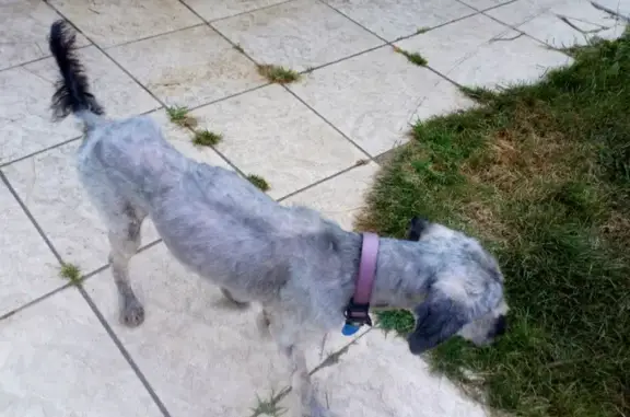 Chien perdu Argelès-Gazost, photo : Labri gris 18 ans perdu à Argelès