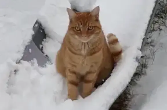 Animaux perdus Laragne-Montéglin, photo: Simba, chat roux perdu à Laragne