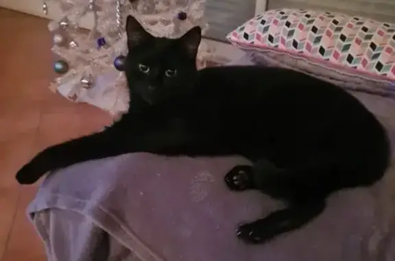 Animaux perdus , photo: Chat Lucifer perdu - St-Cyprien