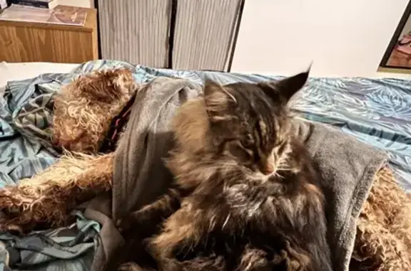 Chat perdu, Salernes, photo: Chat Maine Coon âgé perdu